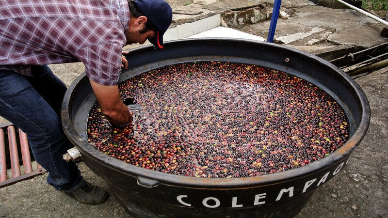 How Different Methods of Raw Coffee Bean Processing Affect Taste